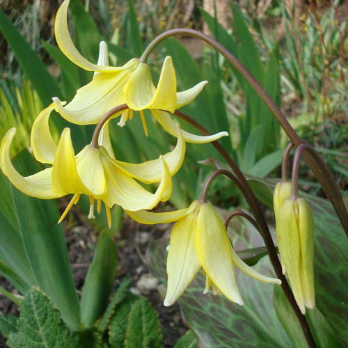 Erythronium