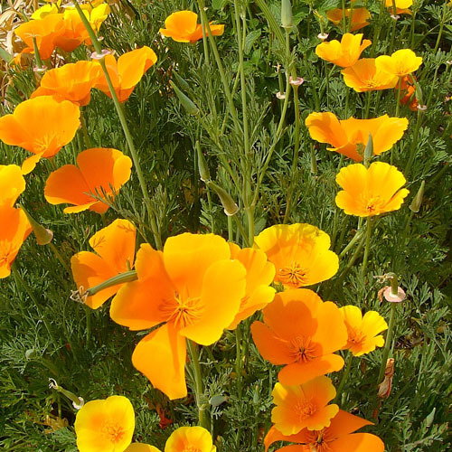 Eschscholzia Californica