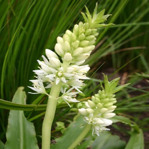 Eucomis Autumnalis