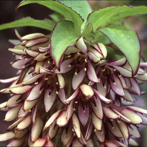 Eucomois Bicolor