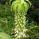 Eucomis Bicolor Alba