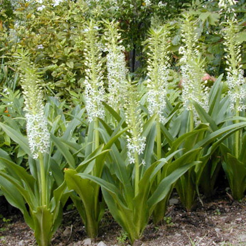 Eucomis Comosa