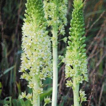Eucomis Pole Evansii