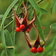Euonymus Cornutus Quinquecornutus