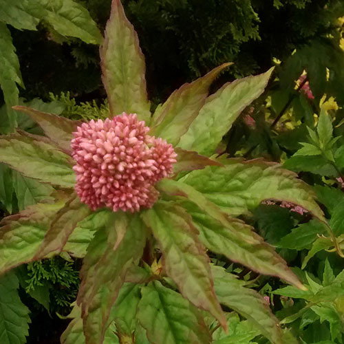 Eupatorium Cannabina