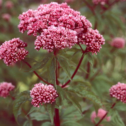 Eupatorium Cannabinum