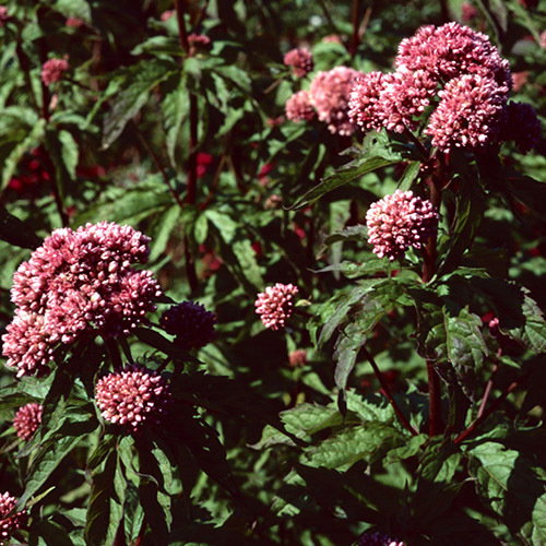 Eupatorium Cannabinum