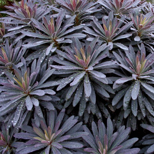 Euphorbia Amygdaloides Purpurea