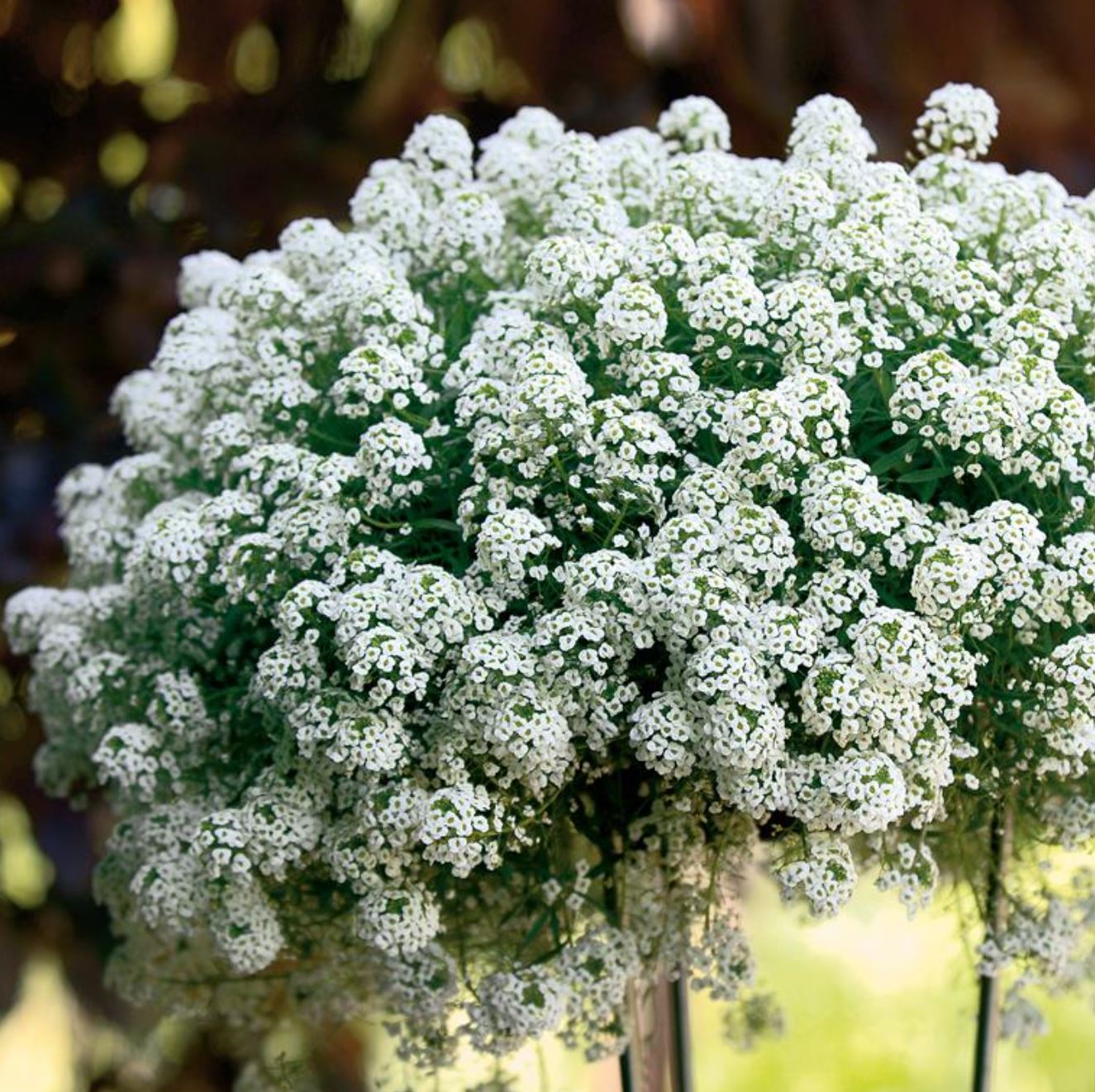 Lobularia Snow Princess