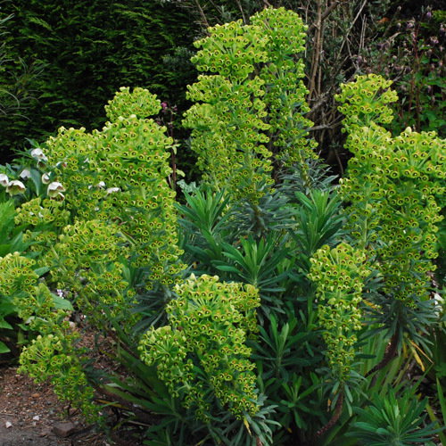 Euphorbia Characias Characias