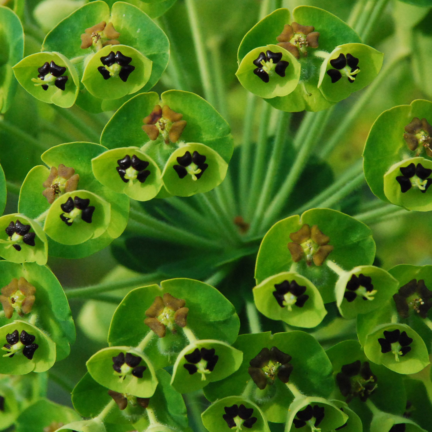 Euphorbia Characias5