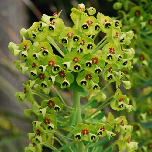 Euphorbia Characias Charachias