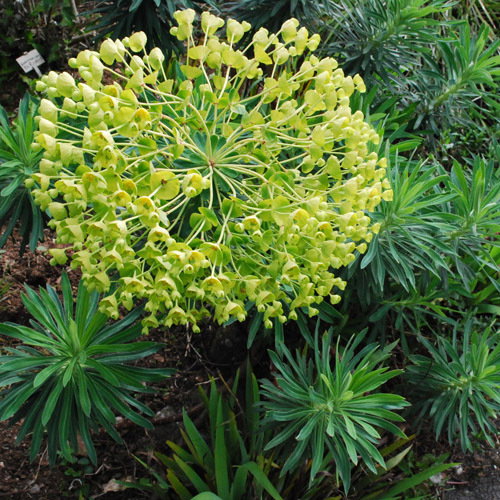 Euphorbia Characias Wulfenii