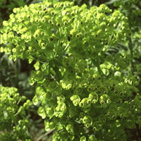 Euphorbia Characias