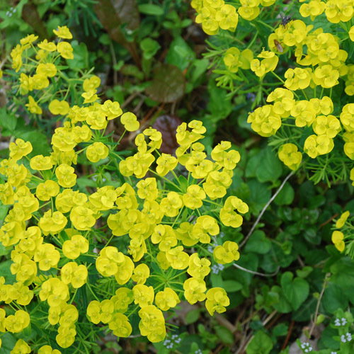 Euphorbia Cyporrisius