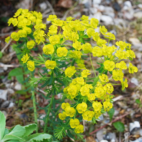Euphorbia Cyporrisius