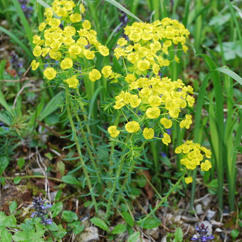 Euphorbia Cyporrisius