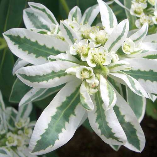 Euphorbia Marginata