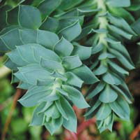 Euphorbia Myrsinites