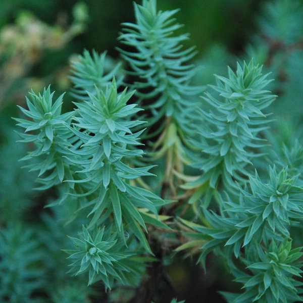 Euphorbia Pithyusa