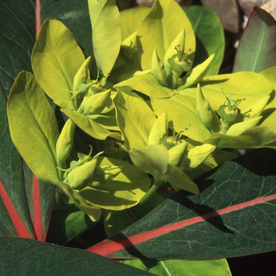 Euphorbia Sikkimensis