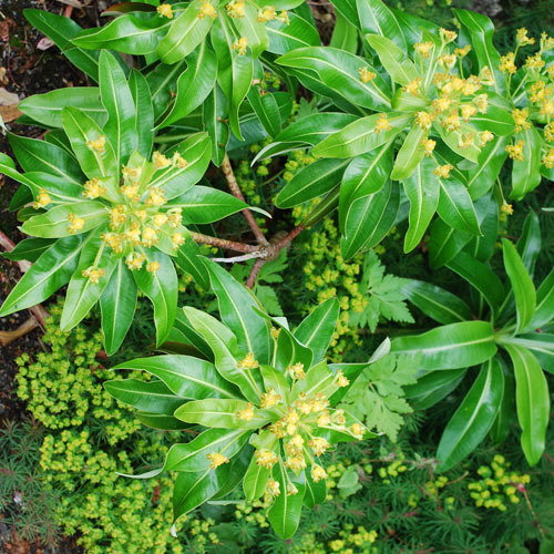 Euphorbia Stygiana
