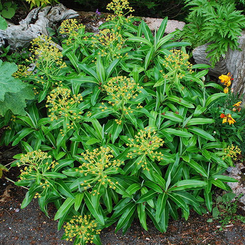 Euphorbia Stygiana