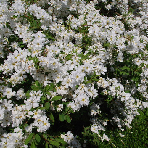Exochorda Micrantha The Bride