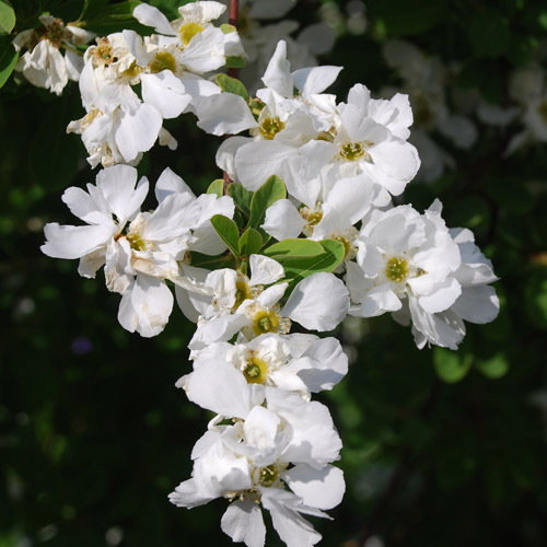 Exochorda Macrantha The Bride