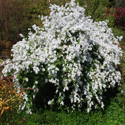 Exochorda Macrantha The Bride