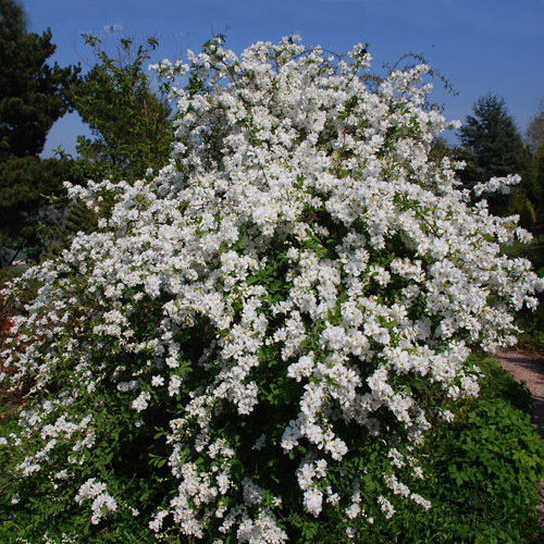 Exochorda Macrantha The Bride