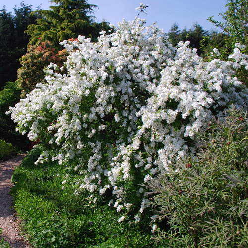 Exochorda Macrantha The Bride