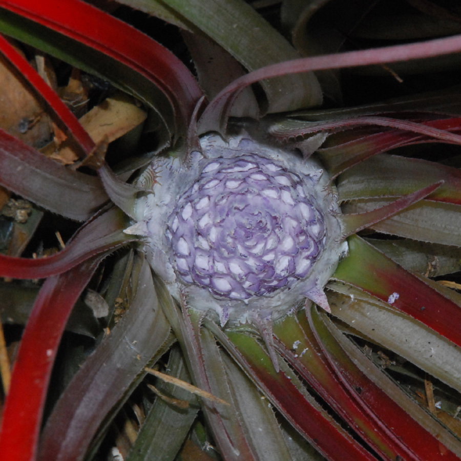 Fascicularia Micrantha