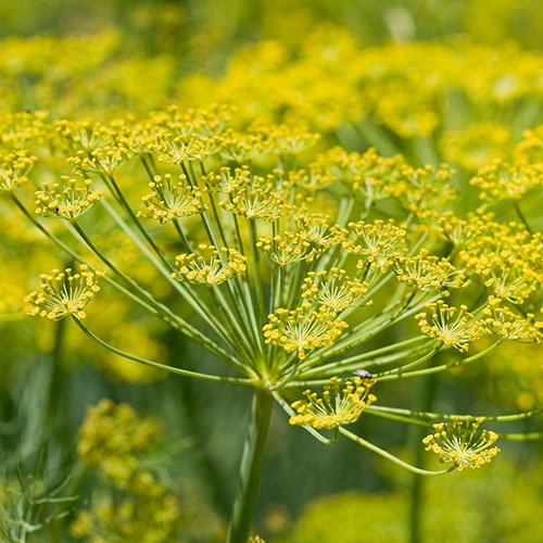 Fennel