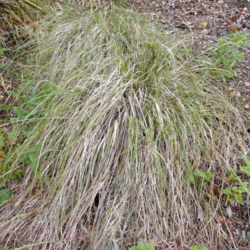 Festuca Californica