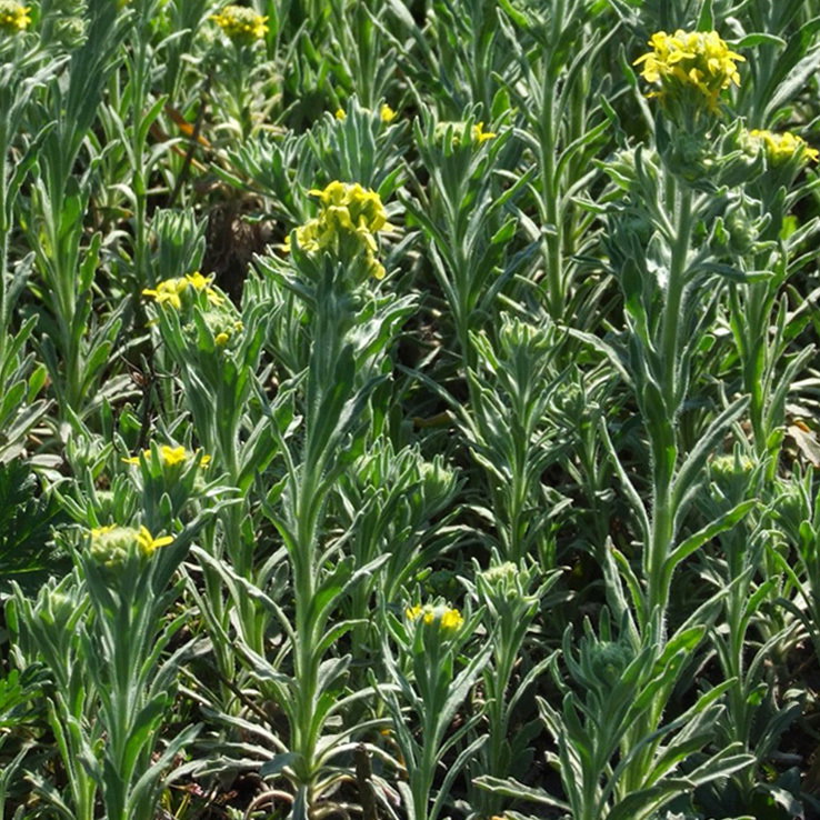Sq Fibigia Clypeata