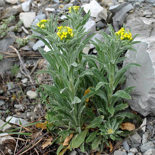 Fibig Eriocarpa
