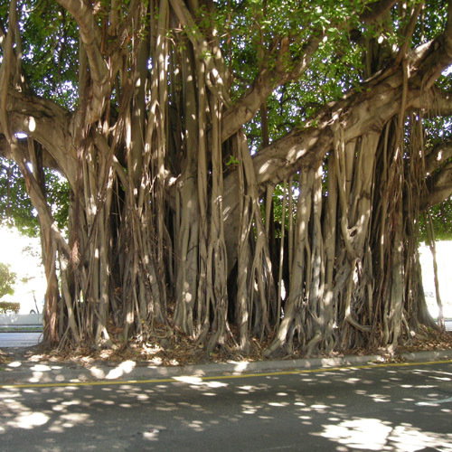 Ficus Benghalensis
