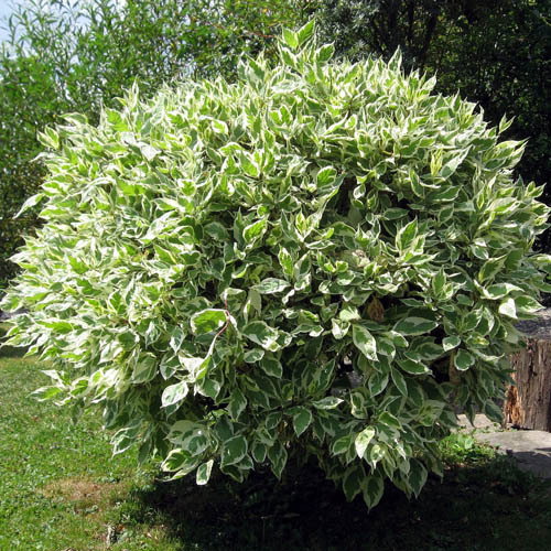 Ficus Benjamina
