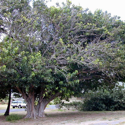 Ficus Religiosa