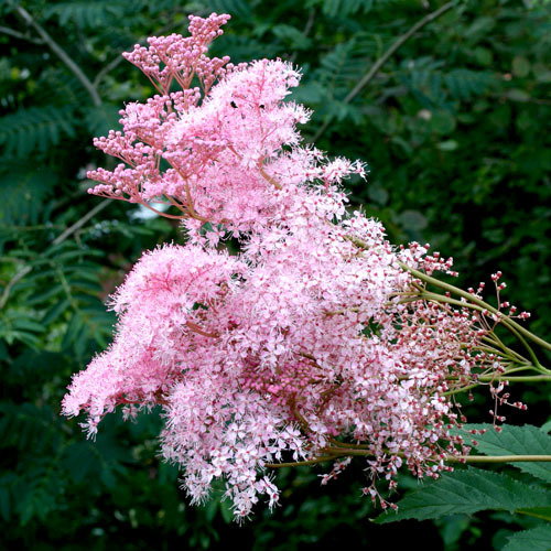 Filipendula Rubra