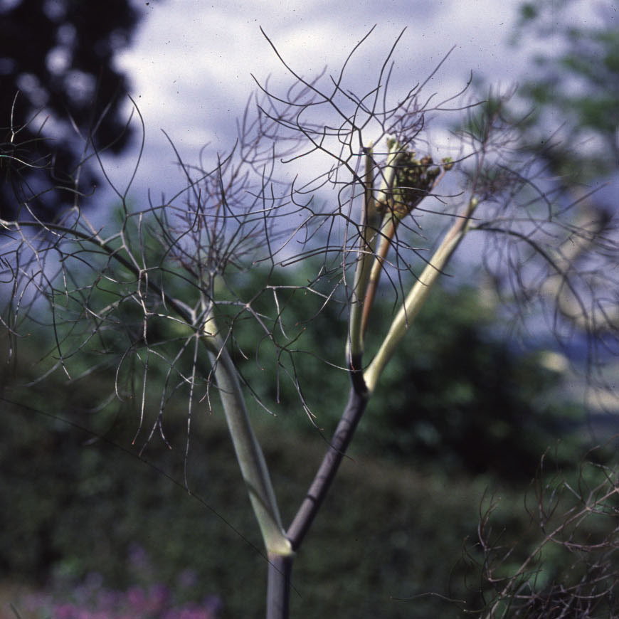 Foeniculum Vulgaris