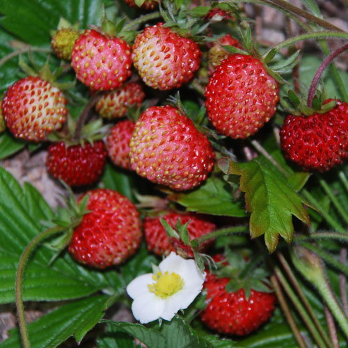 Fragaria Alpina