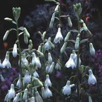 Galtonia Candicans