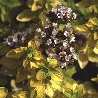 Origanum Vulgare Aureum