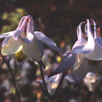 Aquilegia Milk And Honey