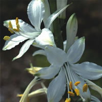 Paradisea Lusitanica