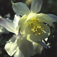 Aquilegia Fragrans