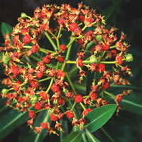 Euphorbia Mellifera