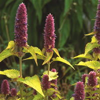 Agastache Golden Jubilee